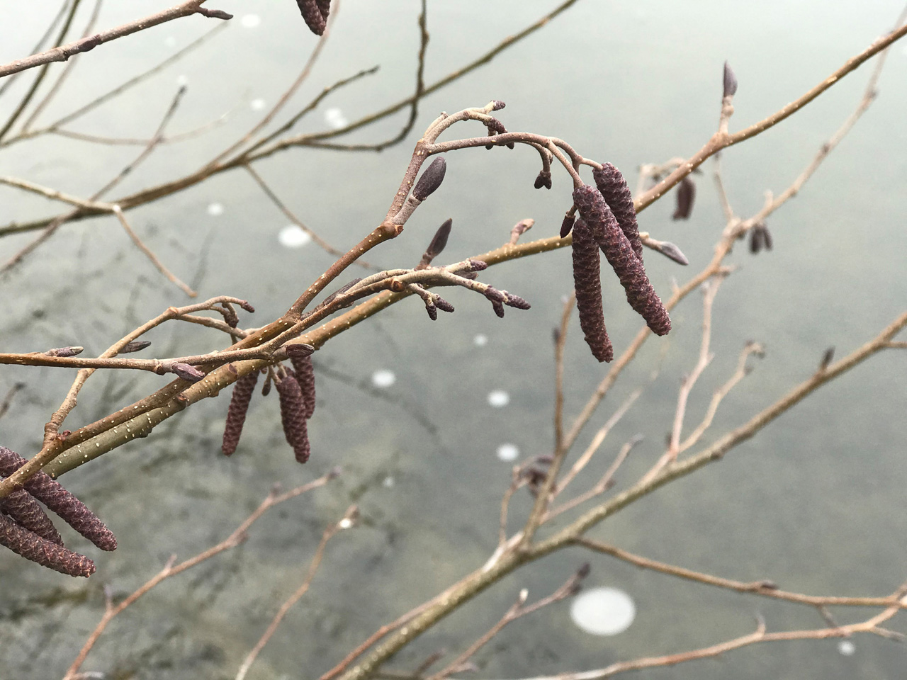 blog_knospen8326