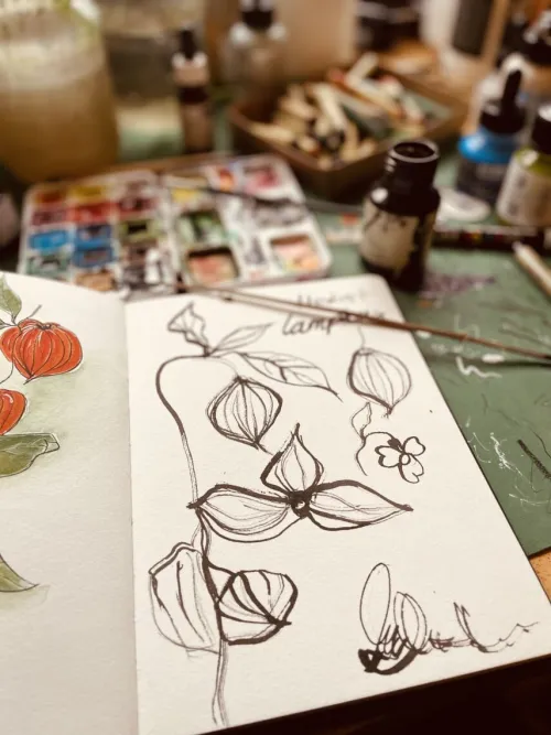 Lampionblume3